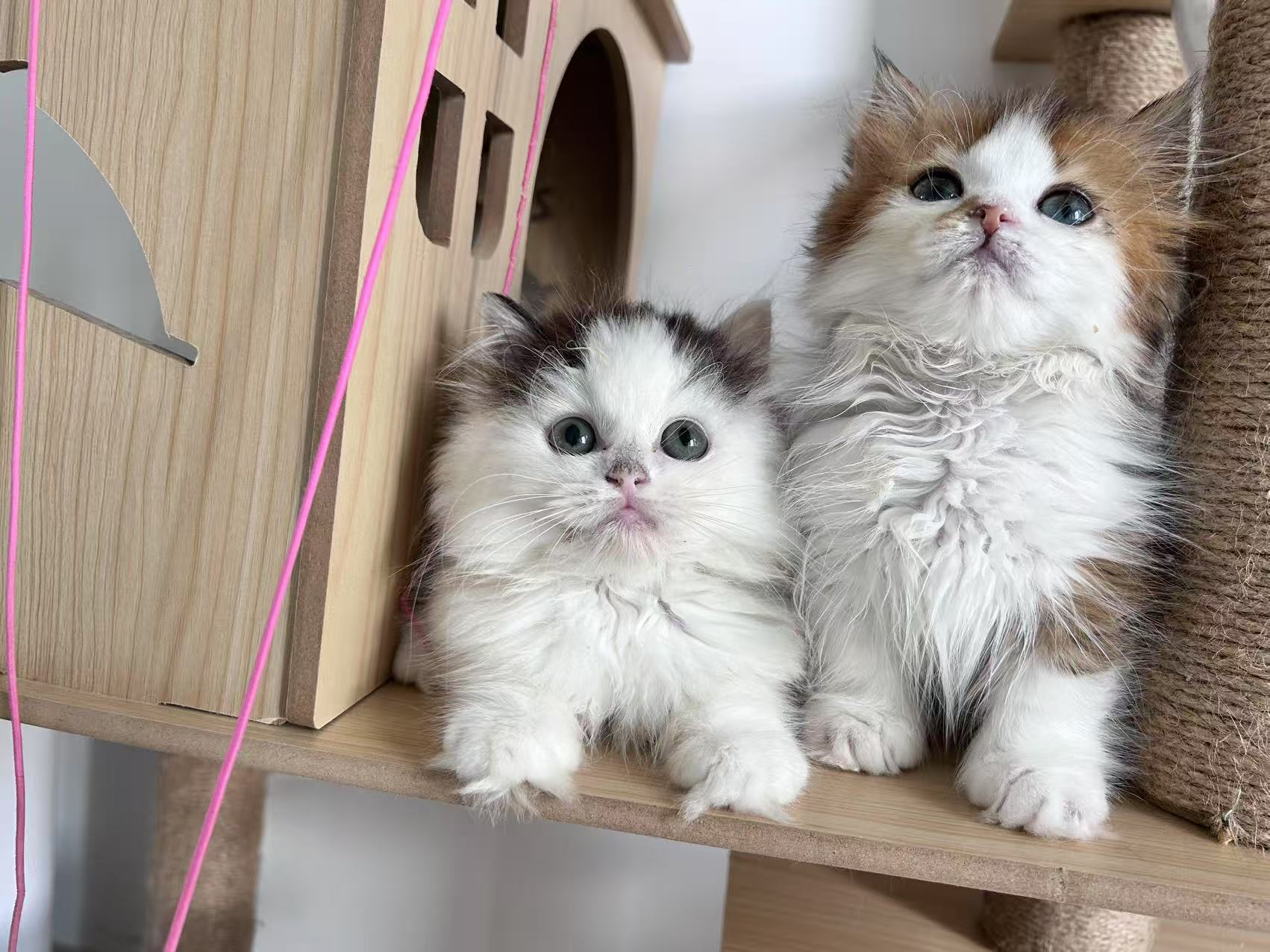 奶牛猫弟弟